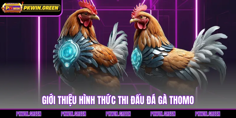 Giới thiệu hình thức thi đấu đá gà thomo